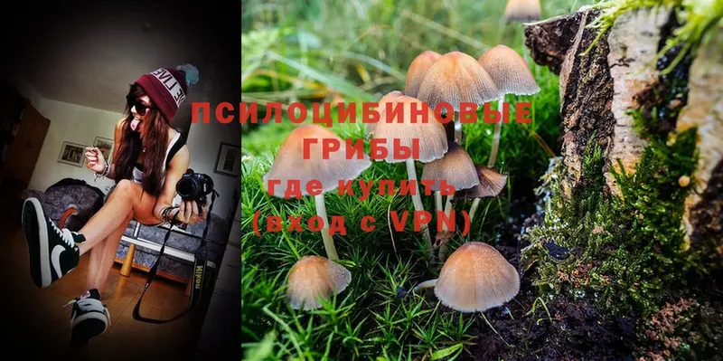 Псилоцибиновые грибы Psilocybe  закладки  Андреаполь 